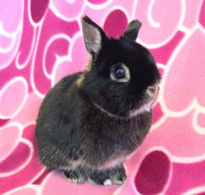 Photo of Momo