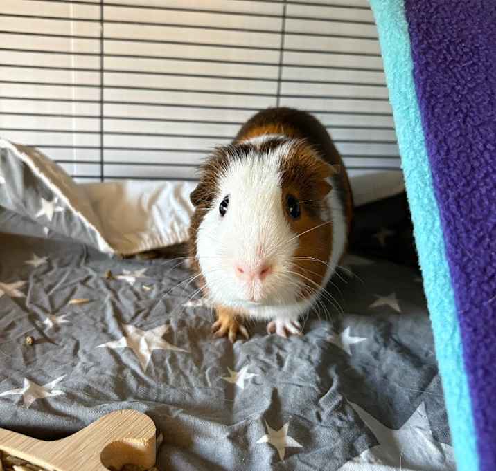 Photo of Simon