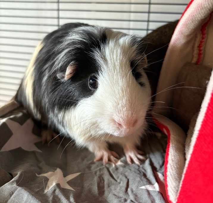 Photo of Sid