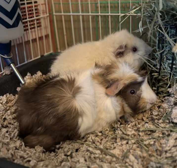 Photo of Sonny and Rico