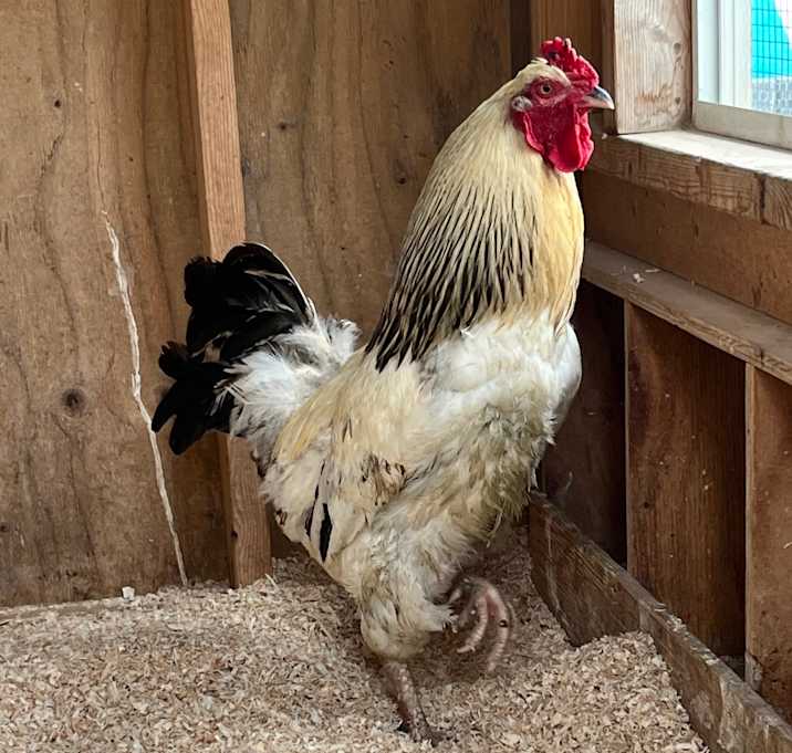 Photo of Rocky