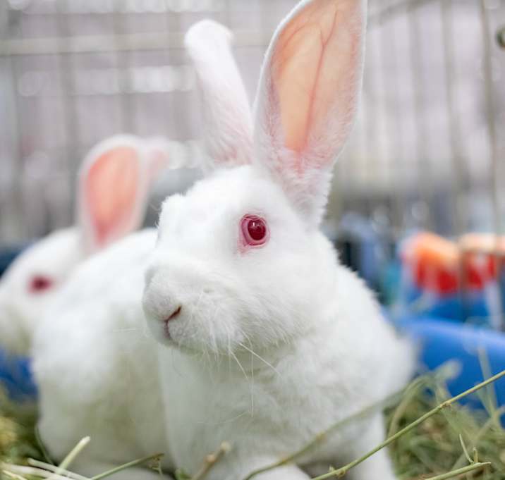 Photo of Toki