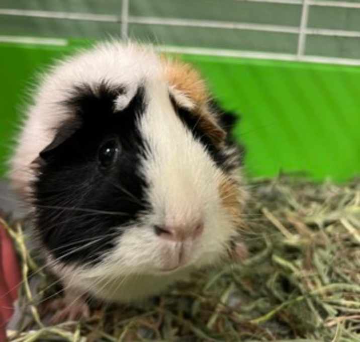 Photo of Roux