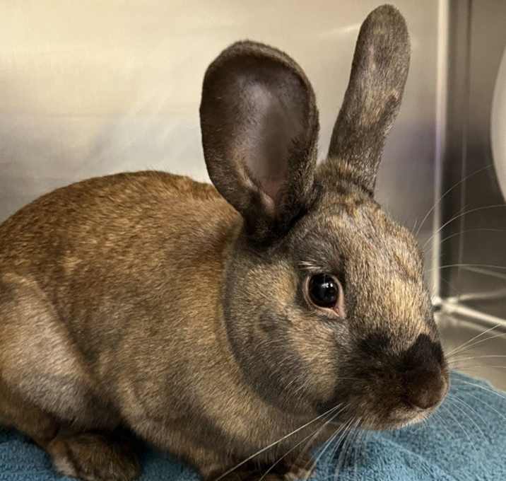 Photo of Coco Puff (mcas)