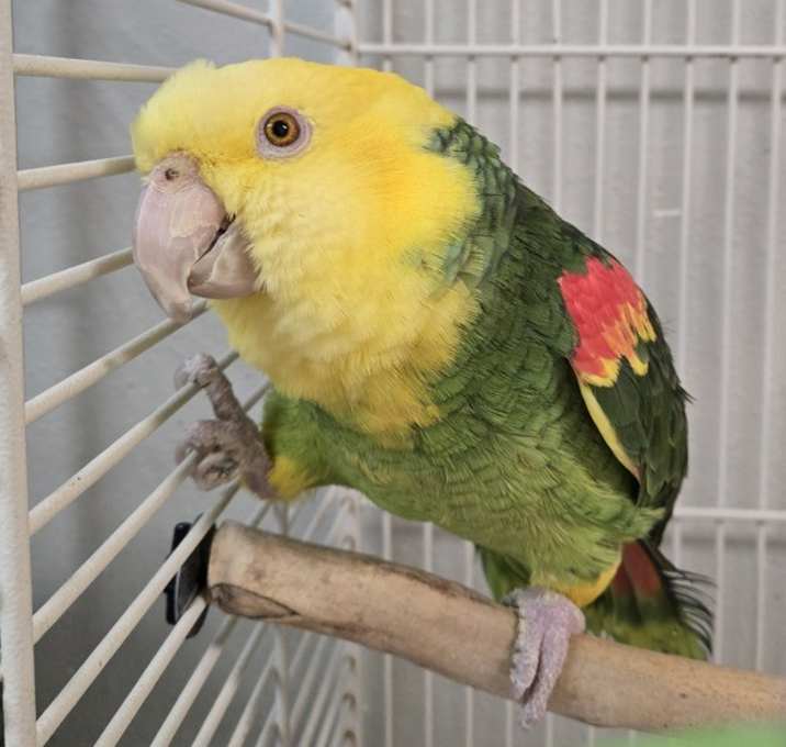 Photo of Angus