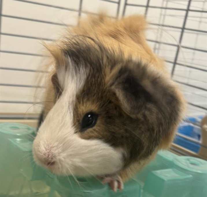 Photo of GABE