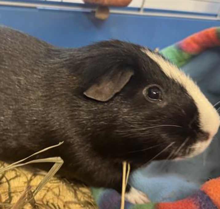 Photo of MOO MOO