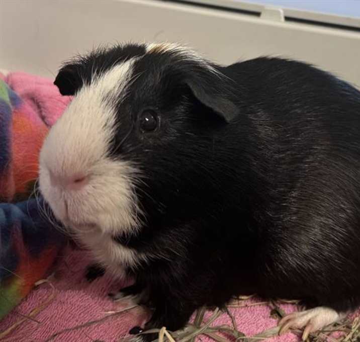 Photo of OREO