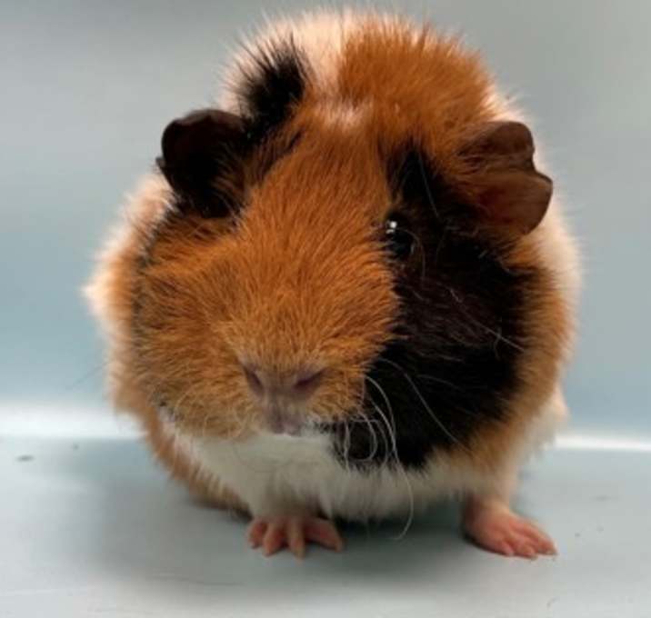 Photo of Bop