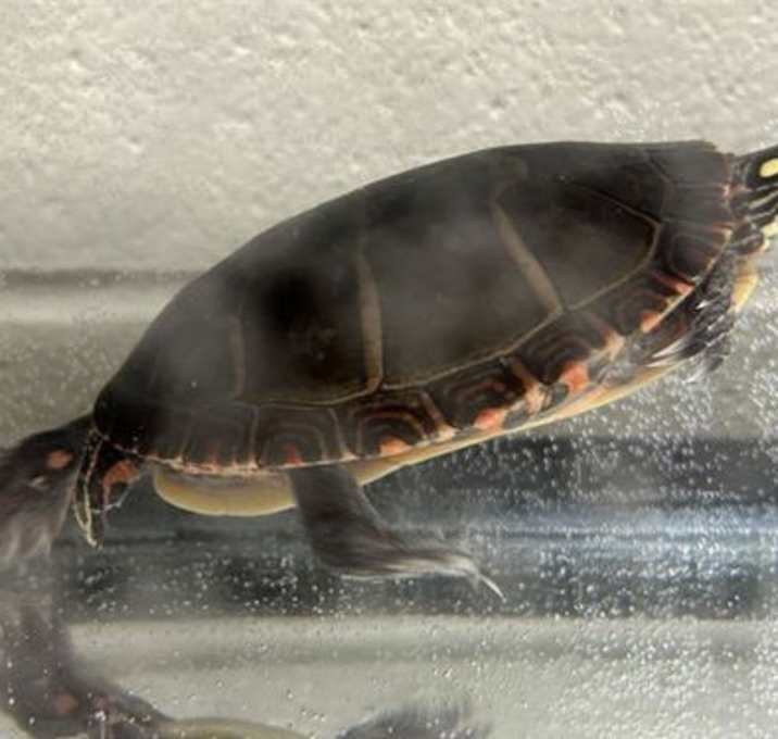 Photo of MICHELANGELO