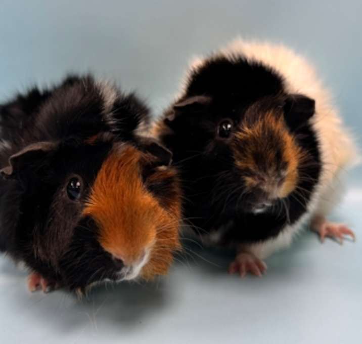 Photo of Beep