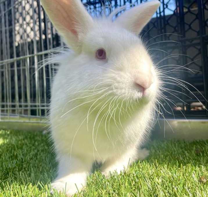 Photo of CAPPUCCINO