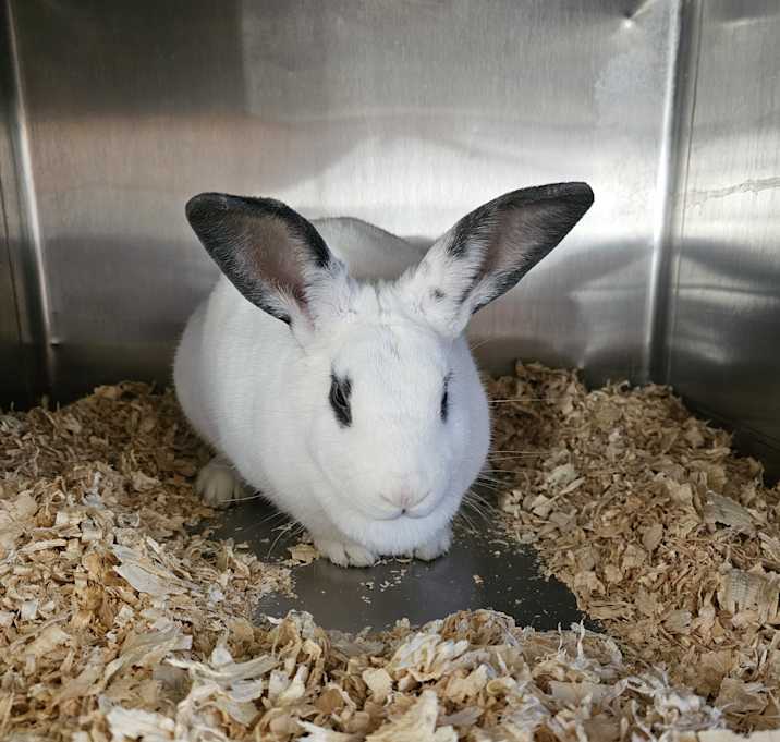 Photo of Diva
