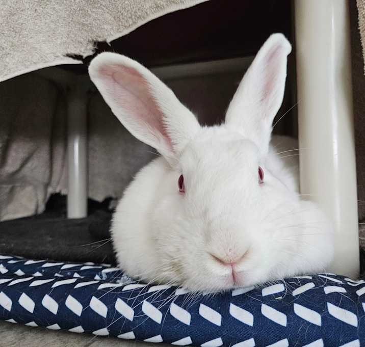 Photo of Harper