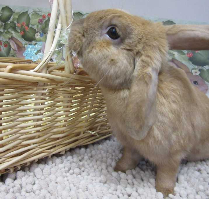Photo of Wren