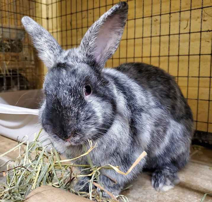 Photo of Colonel