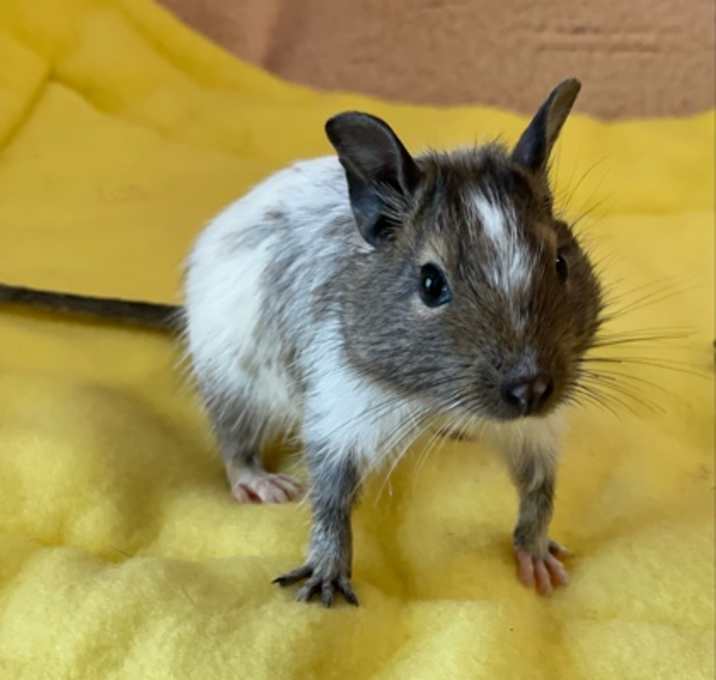 Photo of Dill