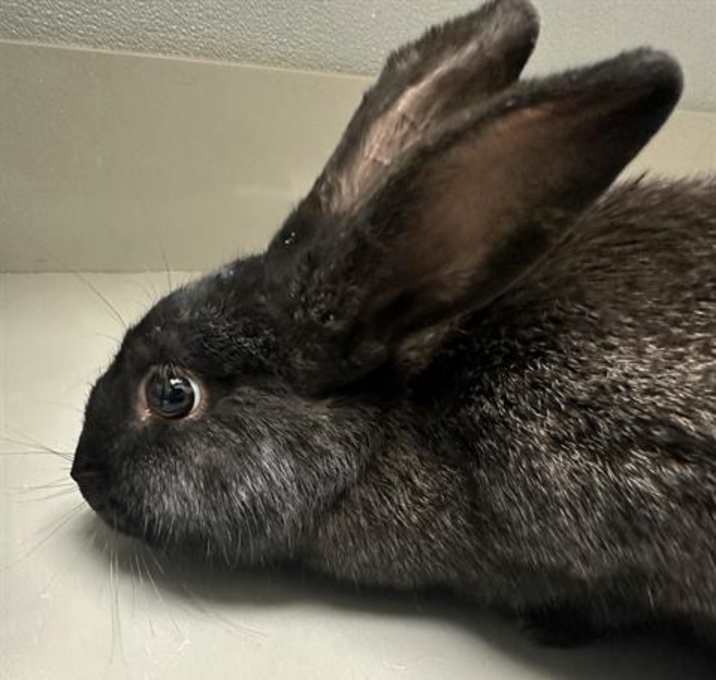 Photo of *CHARCOAL