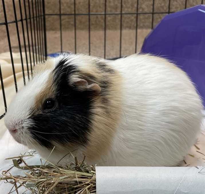 Photo of SQUISHY