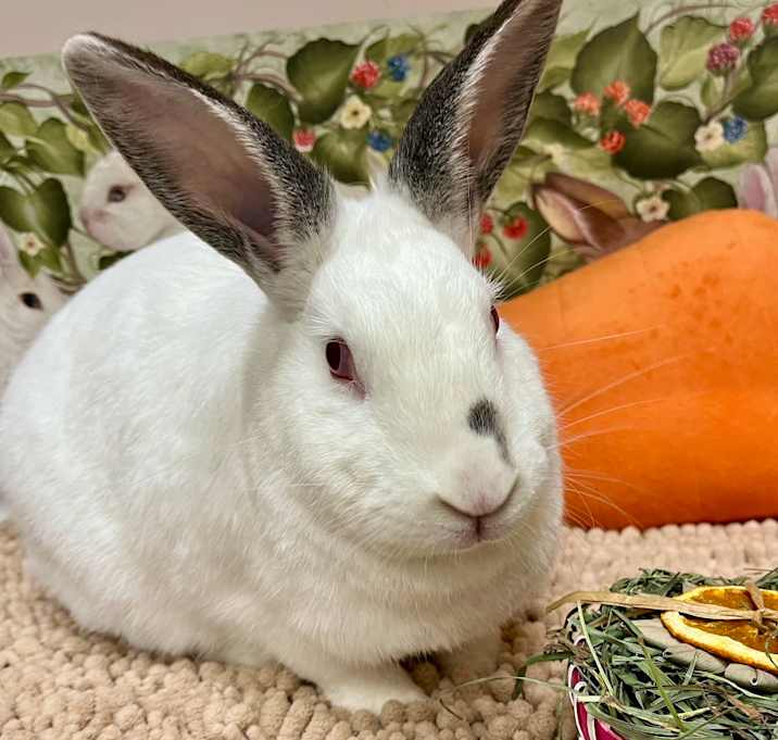 Photo of Mirabel (resident for over 1 year)