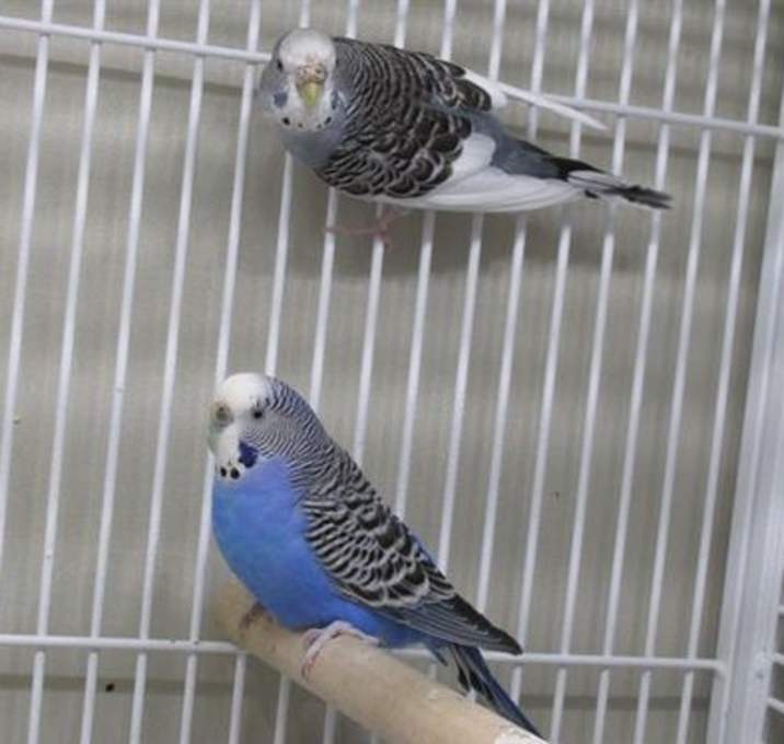 Photo of AZUL