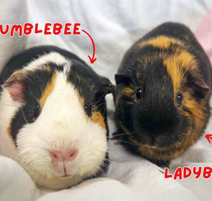 Photo of LADYBUG