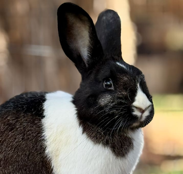 Photo of Kareem Abdul Ja-Bun