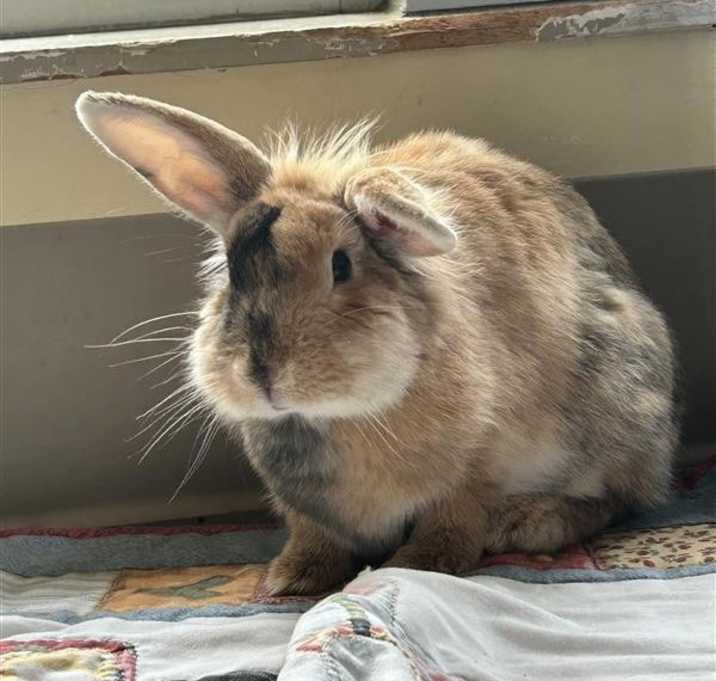 Photo of Blossom