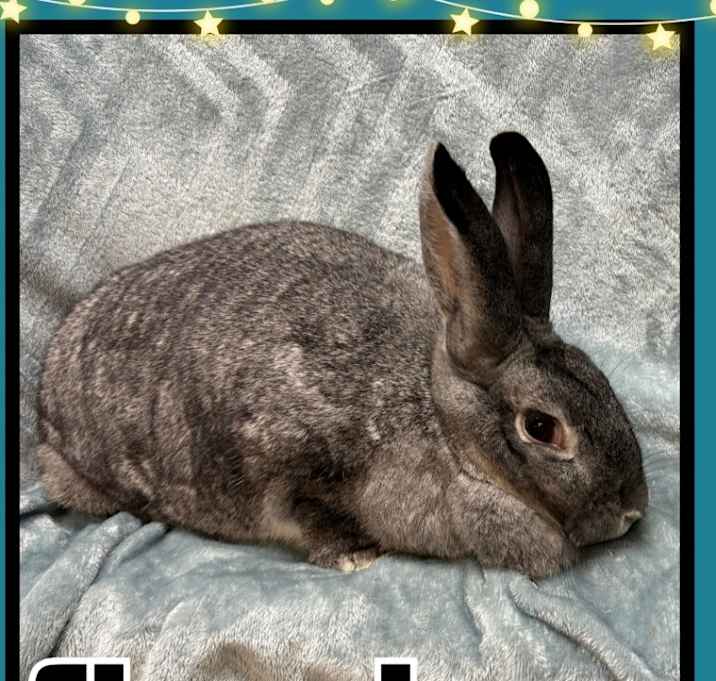 Photo of Chambray