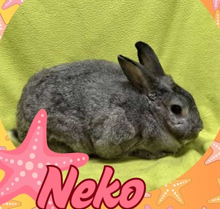 Photo of Neko