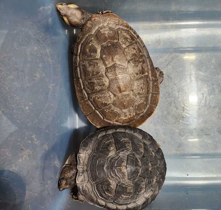 Photo of Pink Bellied Sideneck Assorted
