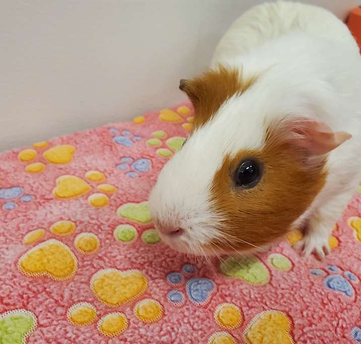 Photo of Gimli