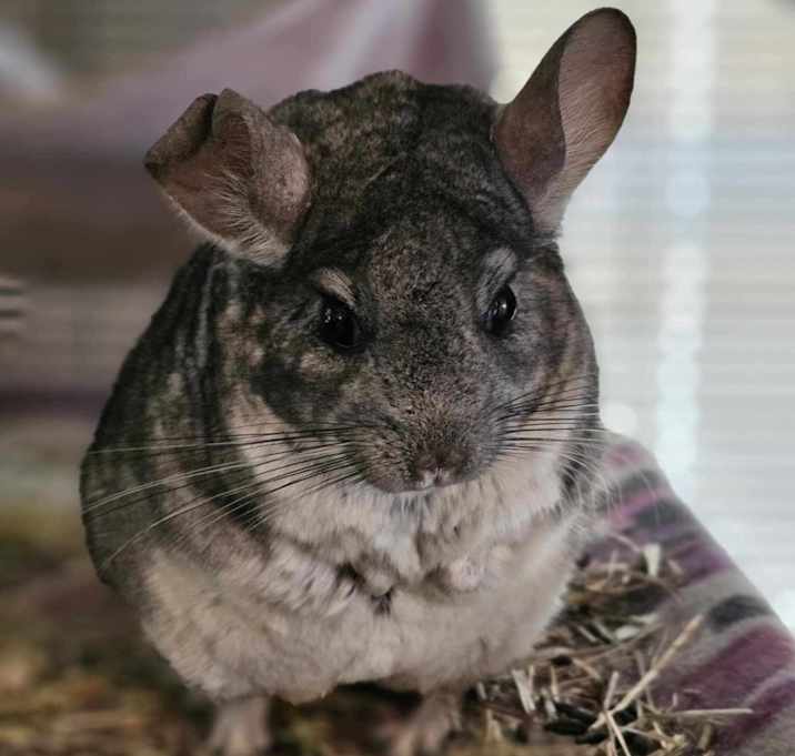 Photo of Mario
