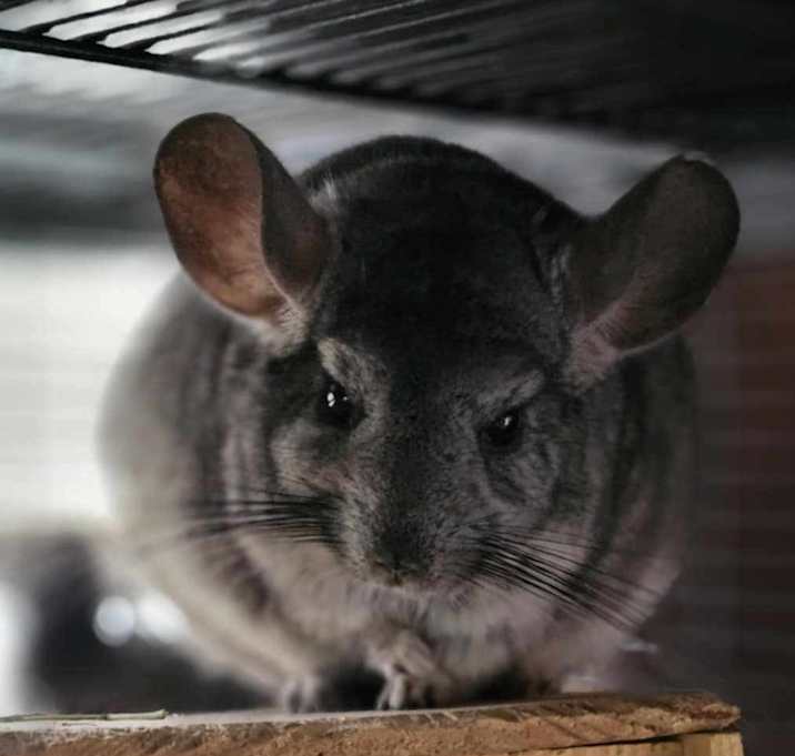 Photo of Luigi
