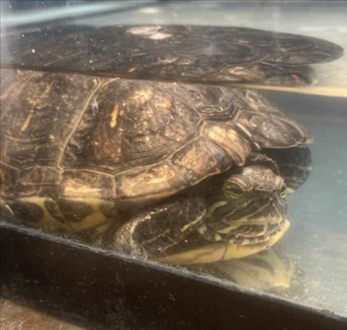 Photo of RED EARED SLIDER