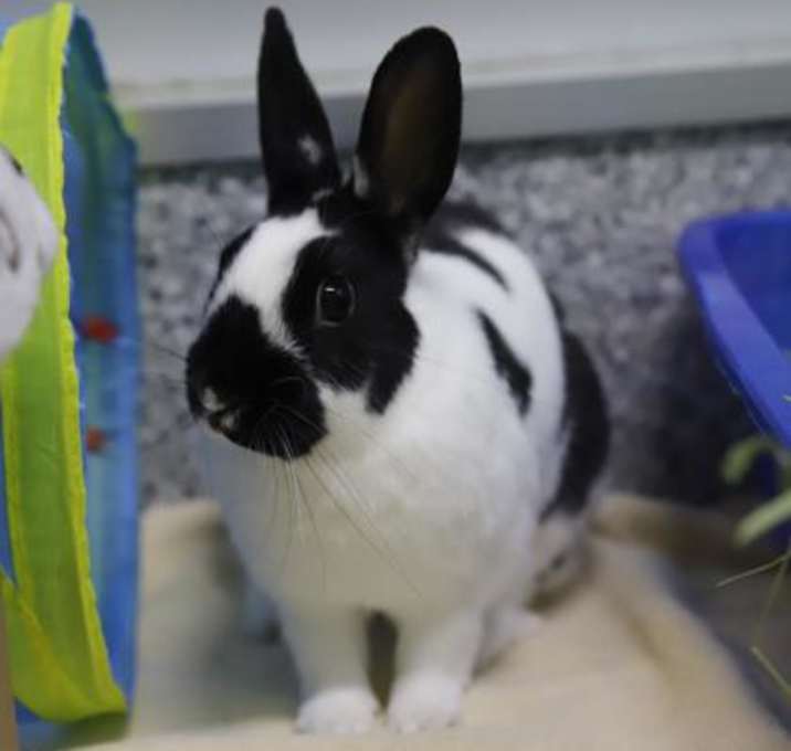 Photo of Lionel