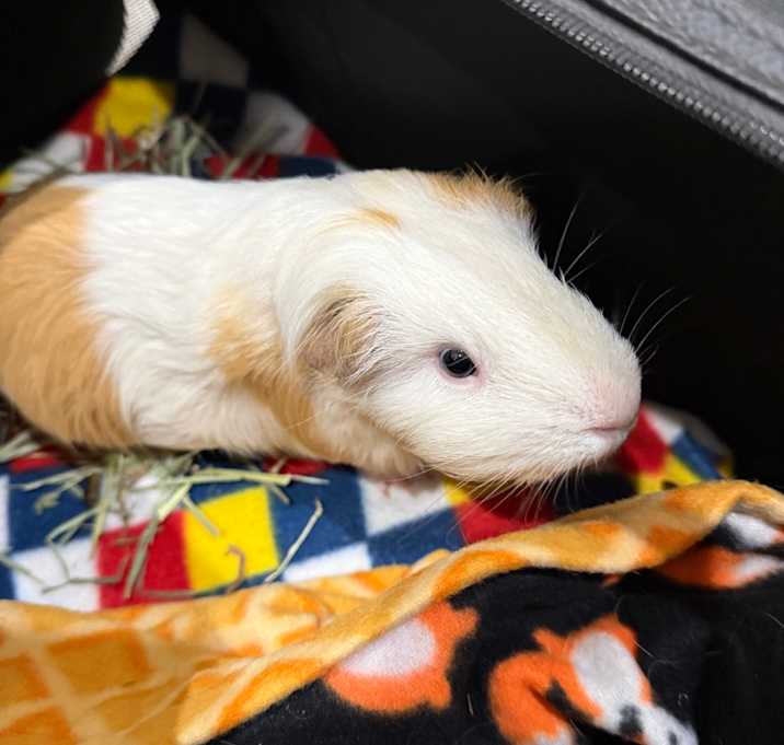 Photo of Kylo