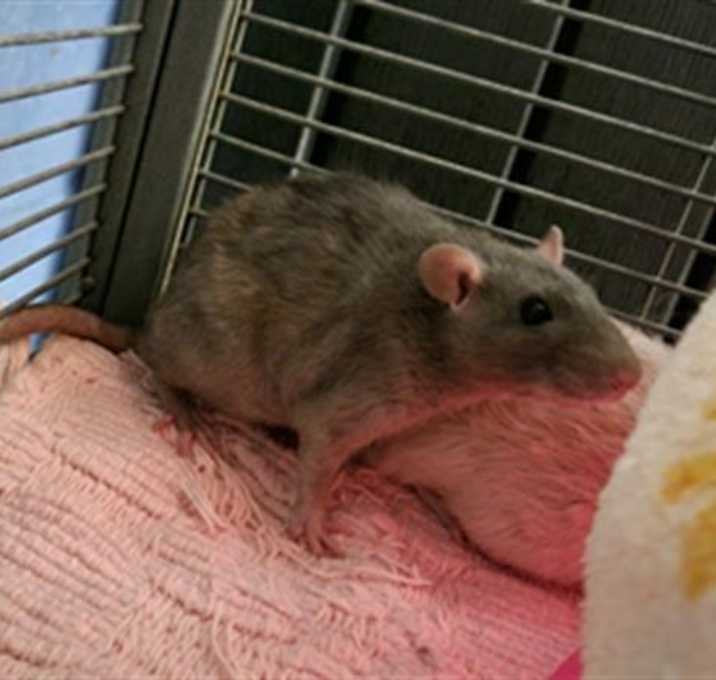 Photo of Mac
