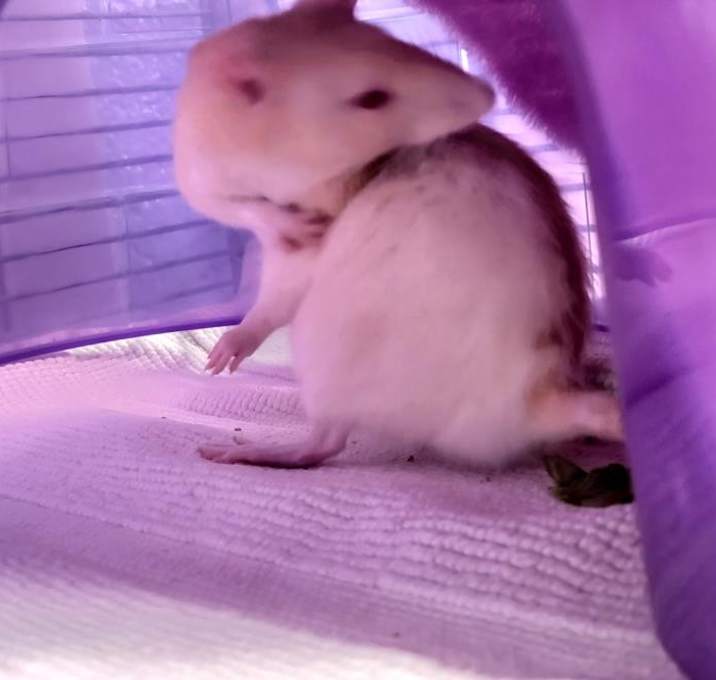 Photo of Duchess