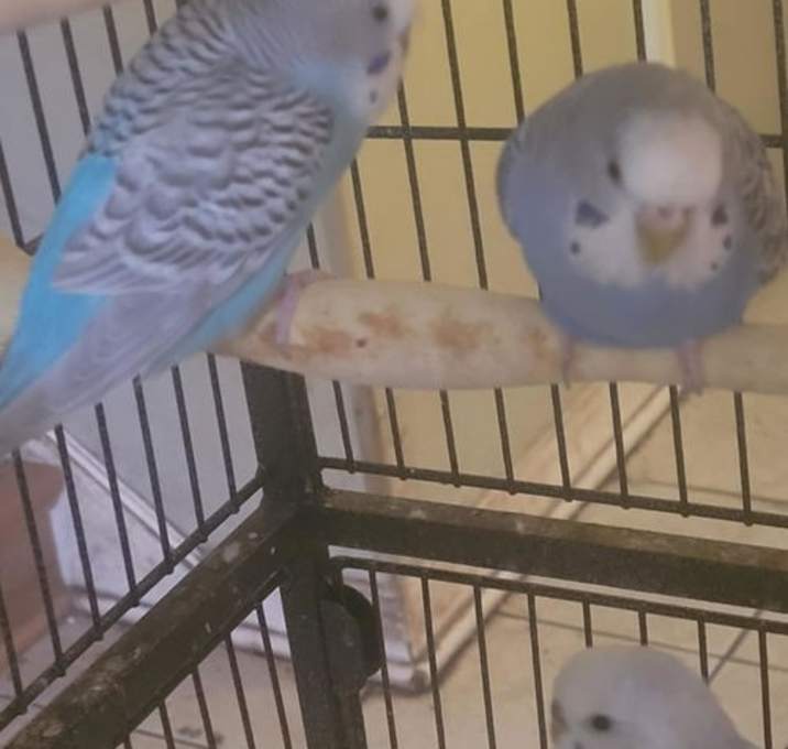 Photo of Parakeets