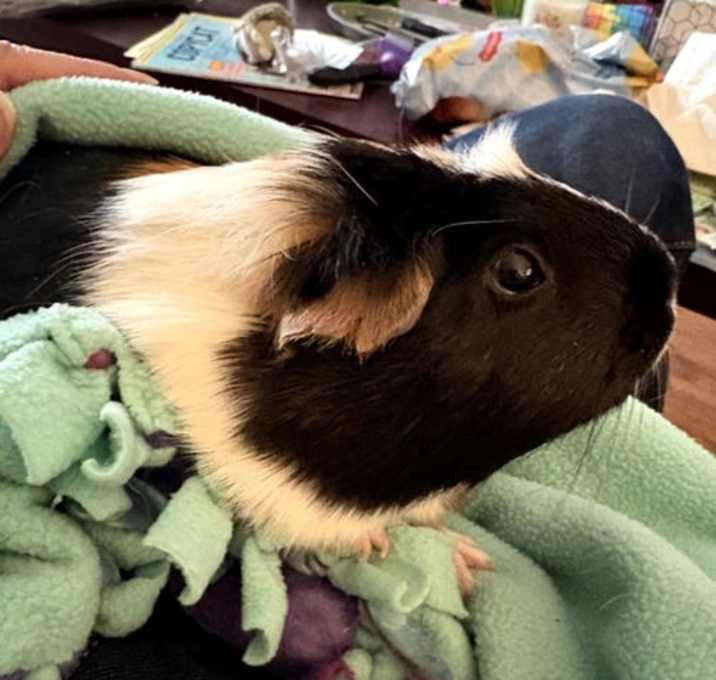 Photo of Oreo
