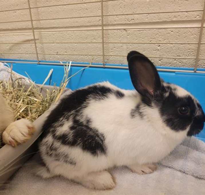 Photo of SKITTLES