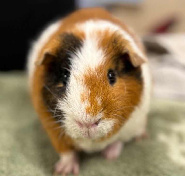 Photo of Percy~24/25-0306c