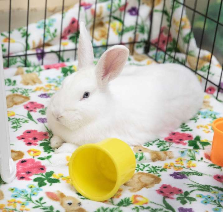 Photo of Pedro