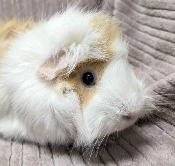 Photo of Winnie - Reduced Fee!