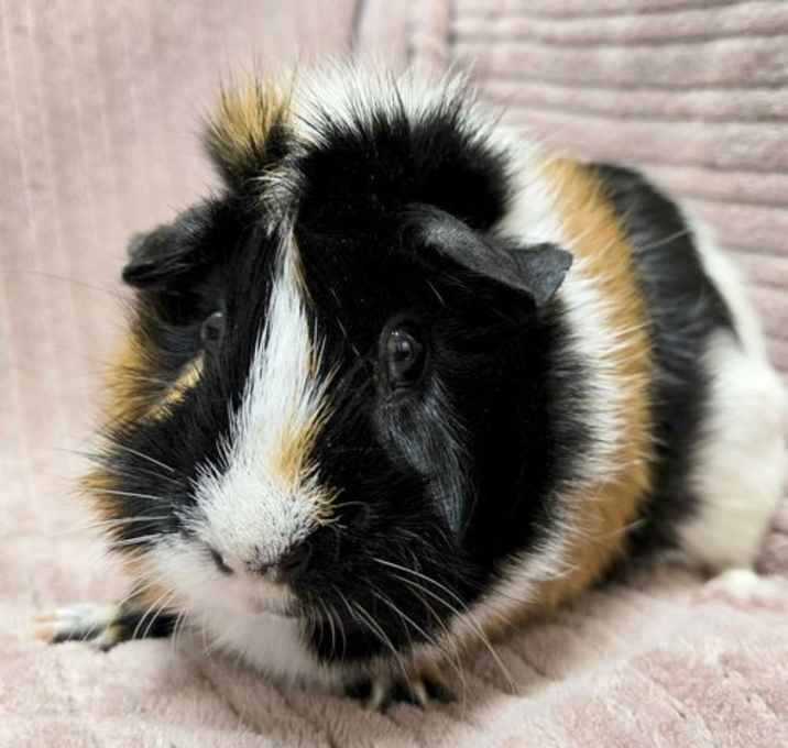 Photo of Wren - Reduced Fee!