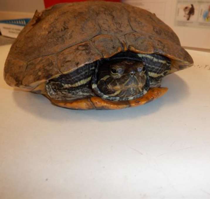 Photo of A1382510