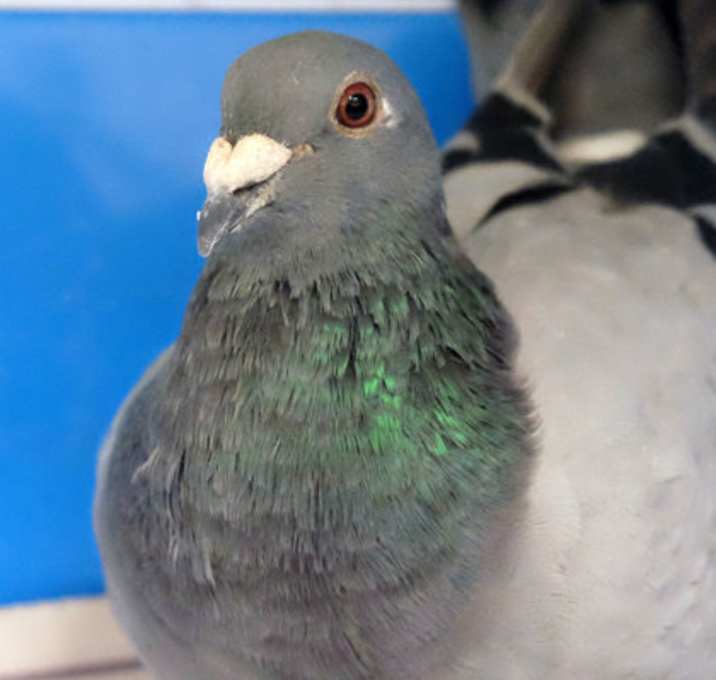 Photo of Carl
