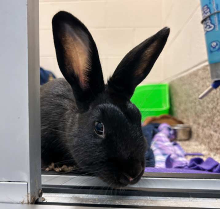 Photo of Cadbury