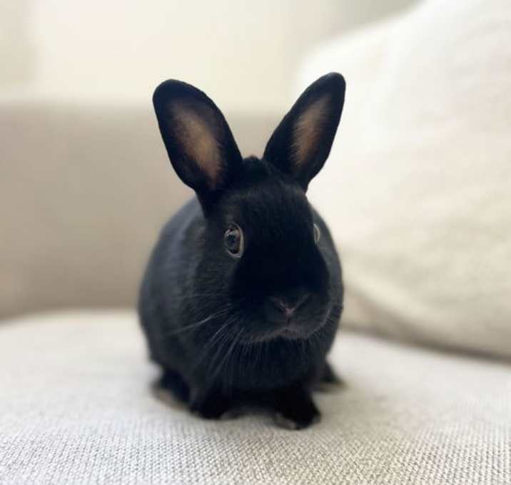 Photo of Humphrey